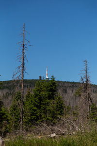 Lighthouse amidst trees and buildings against clear blue sky