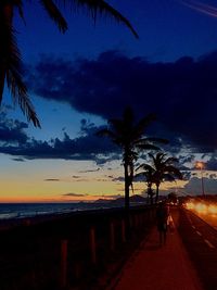 Palm trees on beach