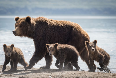 Grizzly bears with family walking at lakeshore during sunny day