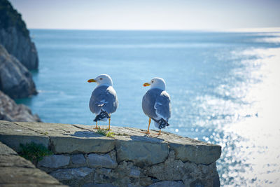 Seagull perching on retaining wall