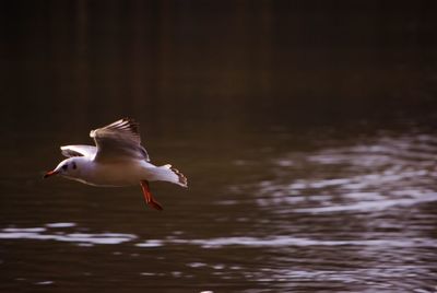 Seagull flying over lake