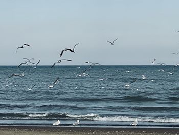 Seagulls flying over sea against sky