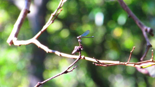 Close-up of dragonfly perching on twig