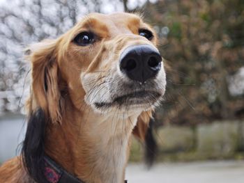 Close-up portrait of dog