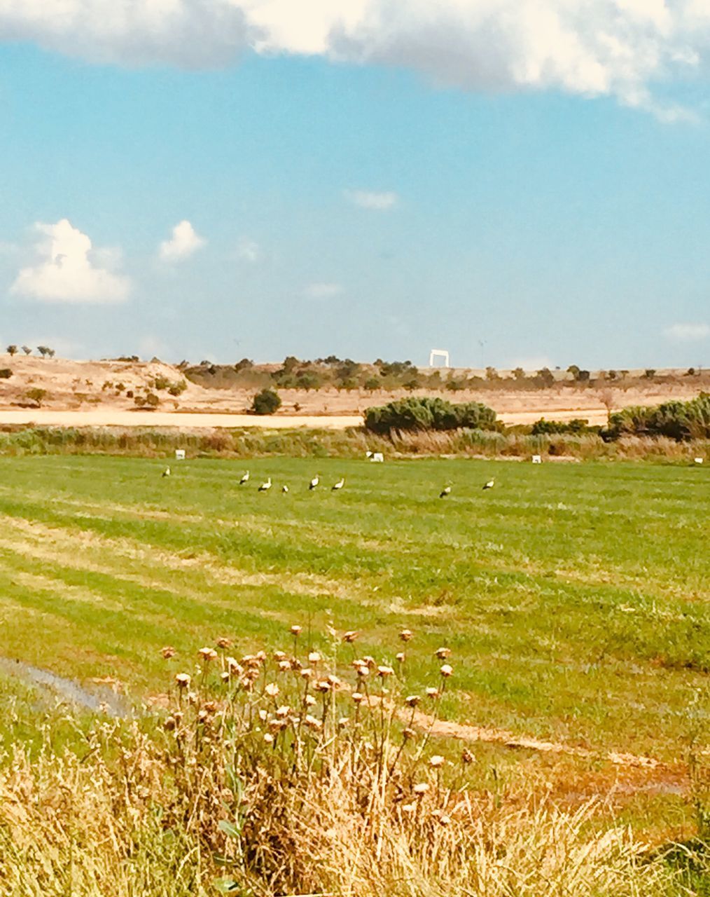 VIEW OF A FIELD