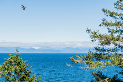 Scenic view of sea against blue sky