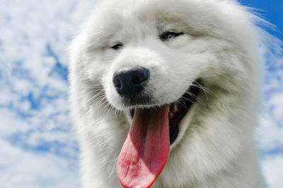 Portrait of a white dog breed samoyed on background of blue sky on nature