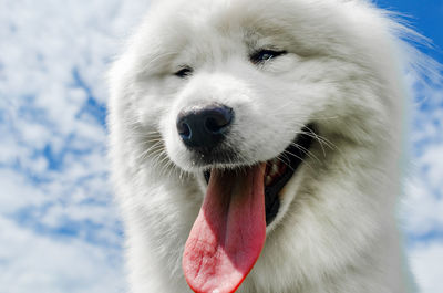 Close-up of a dog