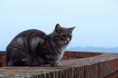 Cat sitting on wood against clear sky