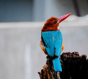 Close-up of bird perching on wood