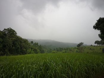 Scenic view of field against sky