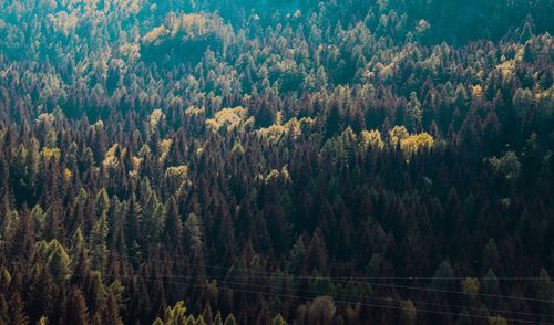 Panoramic view of pine trees in forest