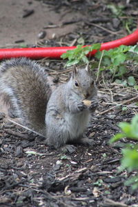 Close-up of squirrel on field