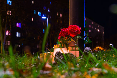 Close-up of illuminated plants at night