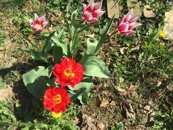 High angle view of red flowers blooming on field