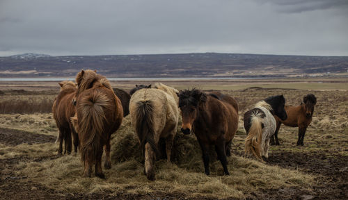 Horses standing on field against sky