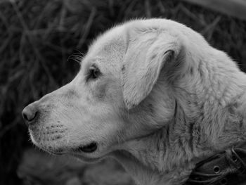 Close-up of dog