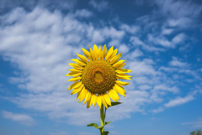 Close-up of fresh sunflower blooming against sky