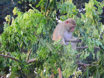 Monkey in a forest