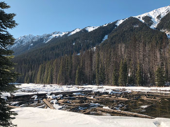 A view of snow covered lillooet lake with driftwoods floating on the surface of the lake.