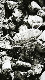 Close-up of white flowers