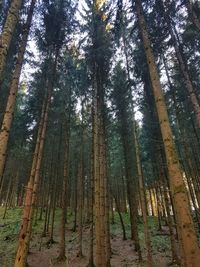 Low angle view of bamboo trees in forest