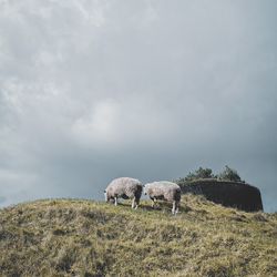 Sheep grazing in a field