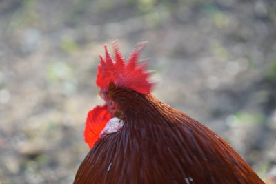 Close-up of rooster