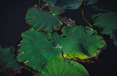 High angle view of fresh green leaves on plant at field