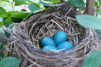 High angle view of bird in nest