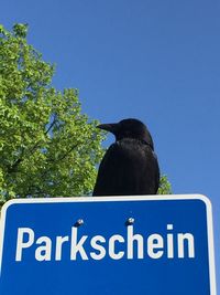 Low angle view of a bird against blue sky