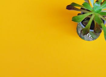 Close-up of yellow flowers against wall