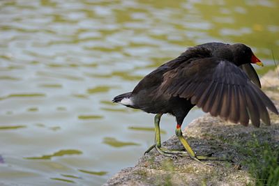 Close-up of bird perching on lake