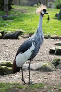 Side view of bird on field