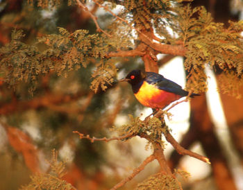 Close-up of bird perching on tree