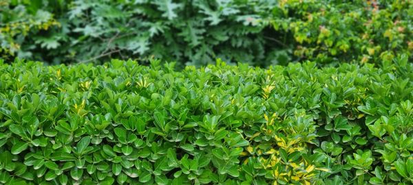 Full frame shot of fresh green plants