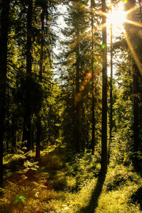 Sun shining through trees in forest