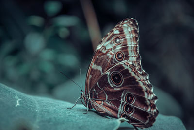 Close-up of butterfly on flower