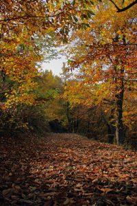 Sunlight falling on autumn leaves in forest