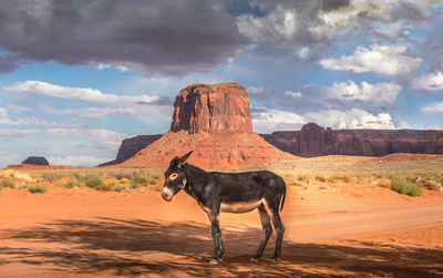 Wild burro with scenic monument valley background