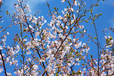 Low angle view of cherry blossoms against blue sky