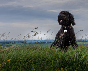 Windswept black labradoodle