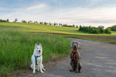 Dogs on field against sky