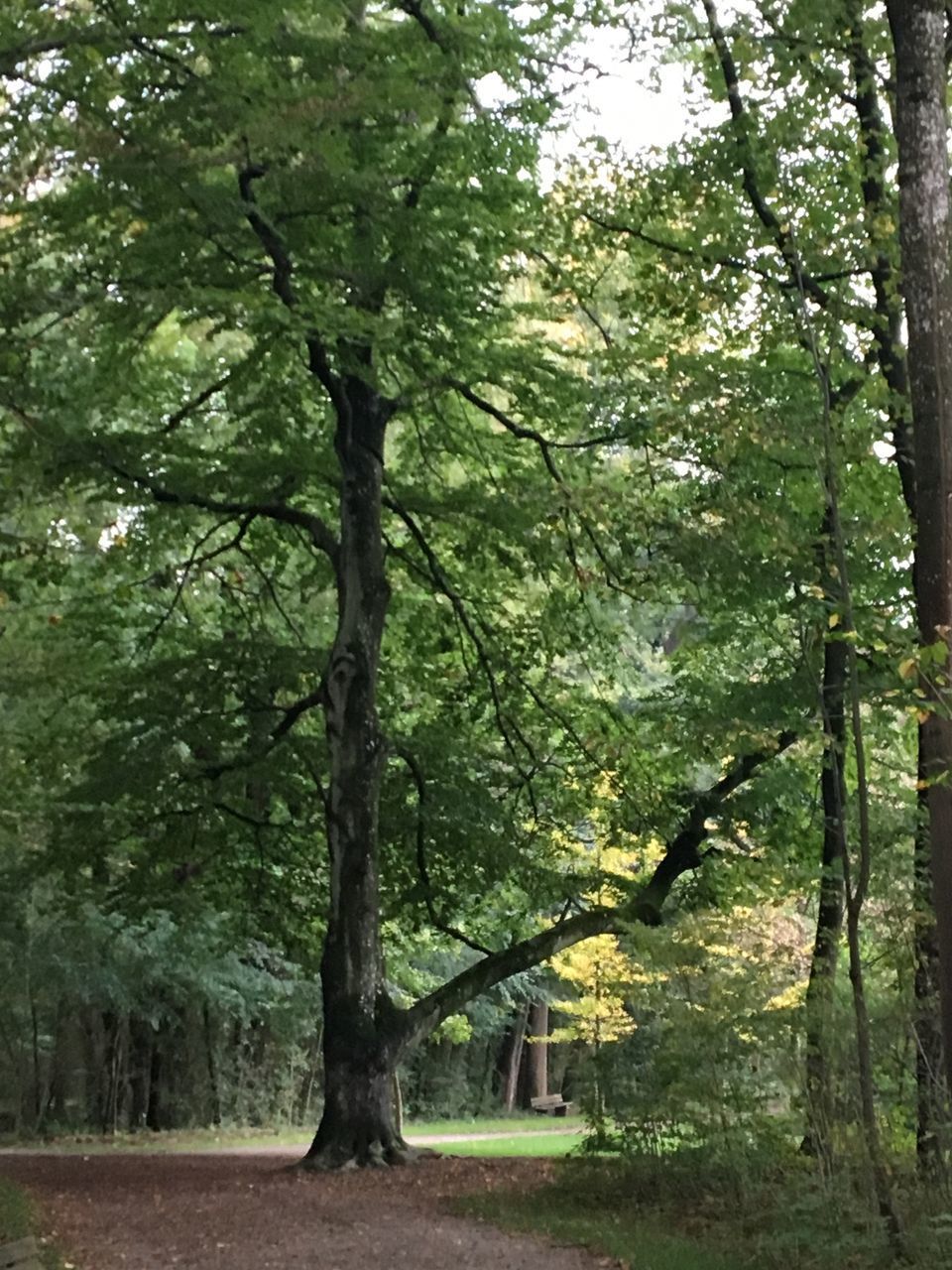 TREES GROWING IN FOREST