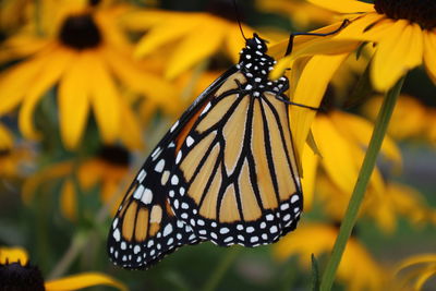 Close-up of butterfly pollinating on yellow flower