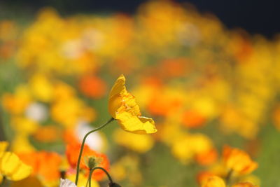 Close-up of yellow flowering plant on field