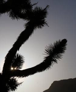 Low angle view of palm tree against clear sky