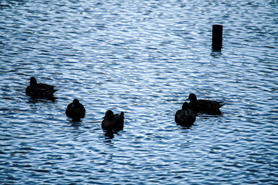 High angle view of ducks swimming in lake