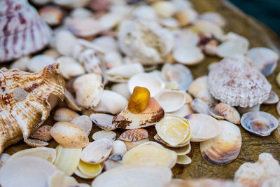 High angle view of beautiful shells