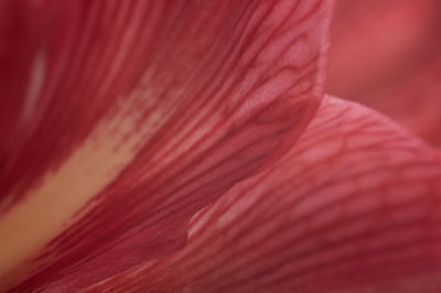 Full frame shot of red flower head